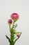 Pink helichrysum Straw flower bloomingÂ on white background